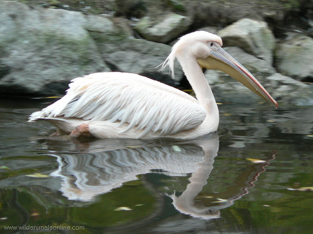 White Pelican ( Pelecanus onocrotalus )