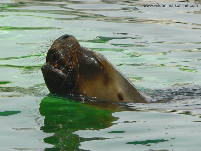 South American Sea Lion ( Otaria byronia )